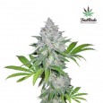 Californian Snow Auto - FastBuds